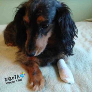 PawFlex Medimitts poot verband