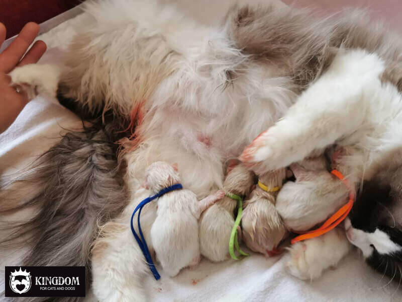 ID-collars kittens & pups