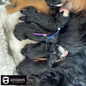 Newborn Berner pups met de Ultra zachte Puppy & Kitten ID Bandjes van Kingdom.