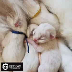 Newborn kittens met de Ultra zachte Puppy & Kitten ID Bandjes van Kingdom.