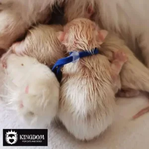 Ultra zachte Puppy & Kitten ID Bandjes van Kingdom.