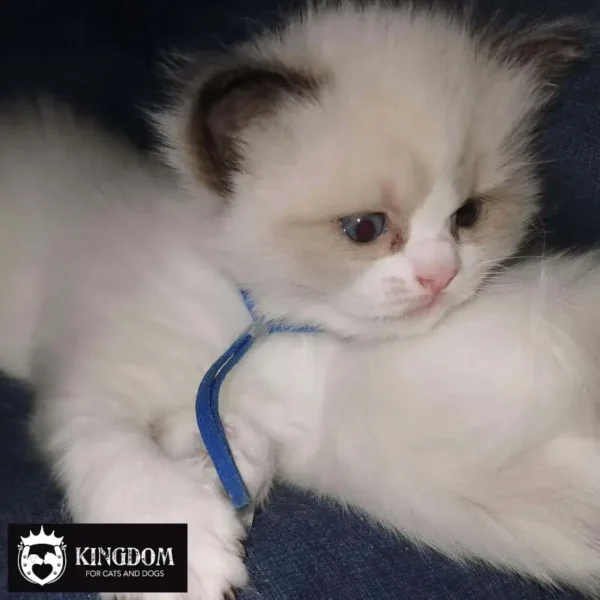 Ultra zachte Puppy & Kitten ID Bandjes van Kingdom.