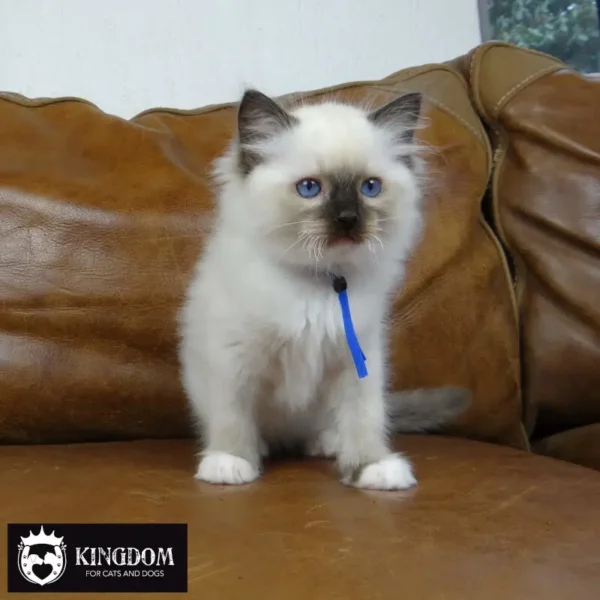 Ultra zachte Puppy & Kitten ID Bandjes van Kingdom.