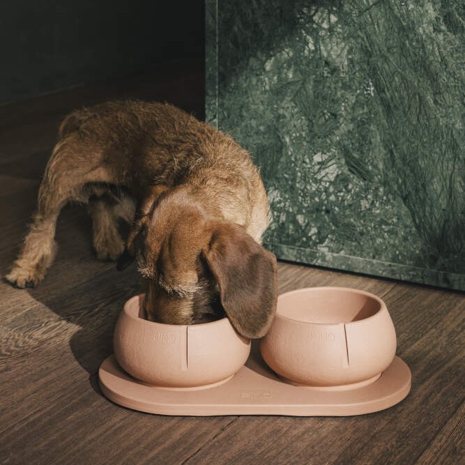 Teckel met lange oren eet, drinkt uit een terracotta kleurige Pino Long Ears Bowl met bijbehorende serveer tray.