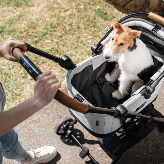 Hond in de FikaGO Flytta Plus petbuggy met kap open, baasje duwt de buggy, bovenaanzicht