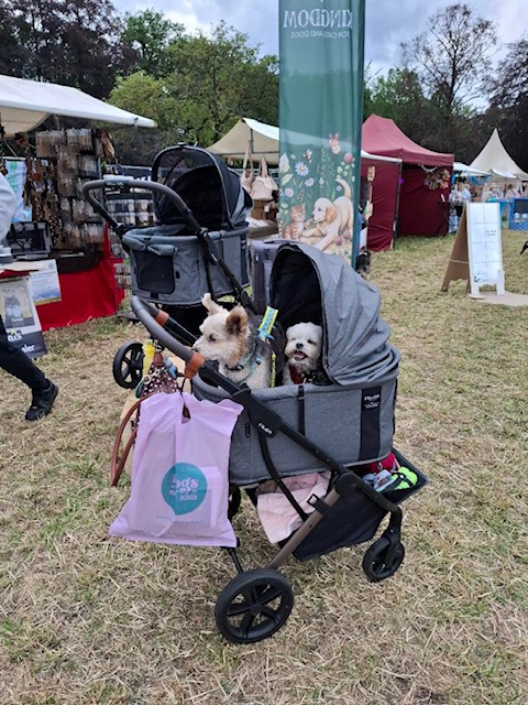FikaGO + jaimie the rescue yorkie