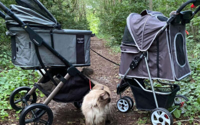 Bestaat er wel zoiets als een milieubewuste petbuggy?